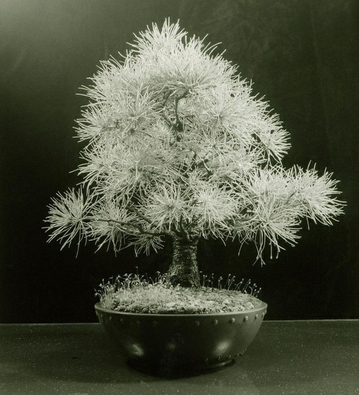 Japonské umenie Bonsai White Pine