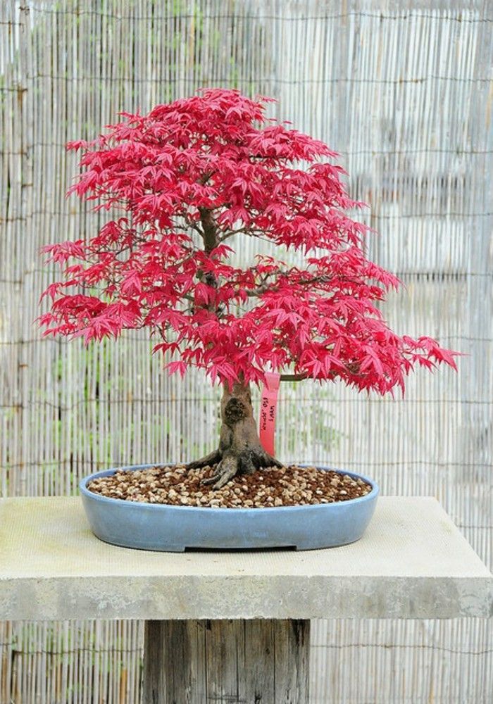 Japansk lønn bonsai rosa blader