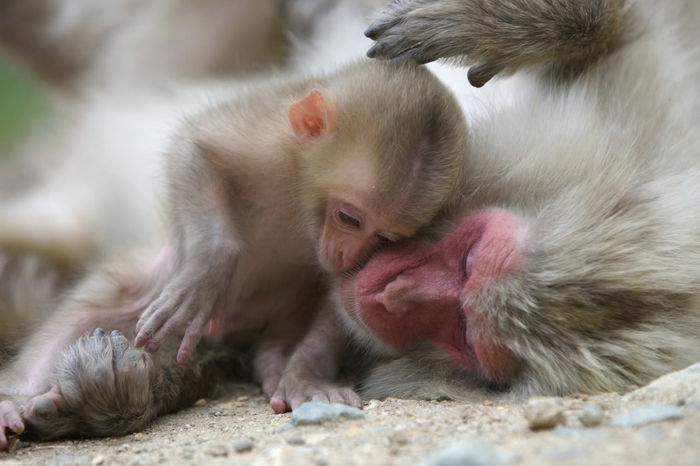Japansk makaque, mor og baby, søte apekatter, foreldrenes kjærlighet i dyreriket, fantastiske bilder