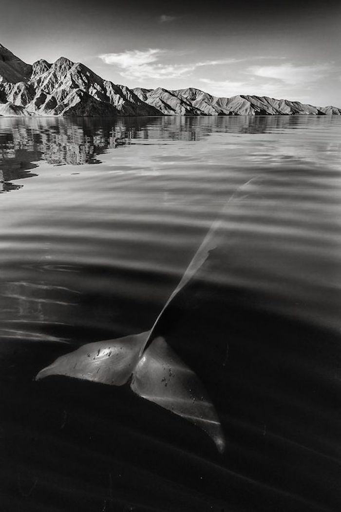 Qui troverai un'immagine in bianco e nero con una balena con una grande coda e un'isola con le montagne