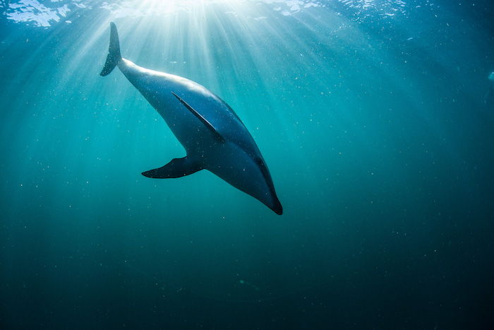 Vi rekommenderar att du tittar på den här bilden - här är en stor flytande grå delfin i ett hav med ett blått och rent vatten
