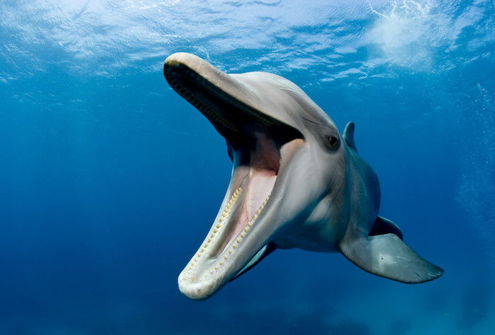 en stor grå delfin simmar i ett hav med ett blått rent vatten - idé för vackra delfinbilder