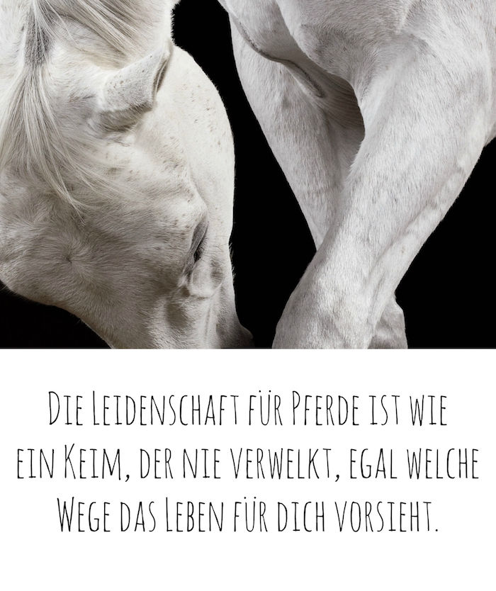 Pozrite sa na tento obrázok s bielym koňom s bielou dlhou hrivou a čiernymi očami, krásnym obrazom koní