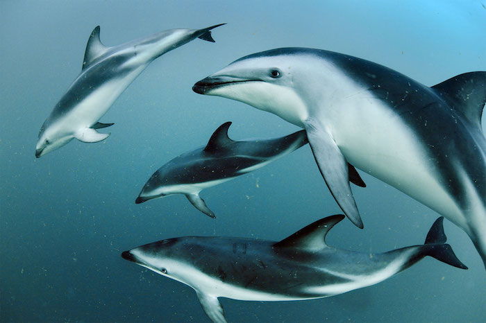 štyri šediví delfíni plávajú spolu v mori s modrou vodou - skvelý nápad na tému obrazových delfínov