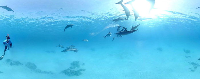 Čia yra dar viena nuotrauka su daugeliu delfinų, plaukiančių su žmogumi jūroje su mėlynu vandeniu