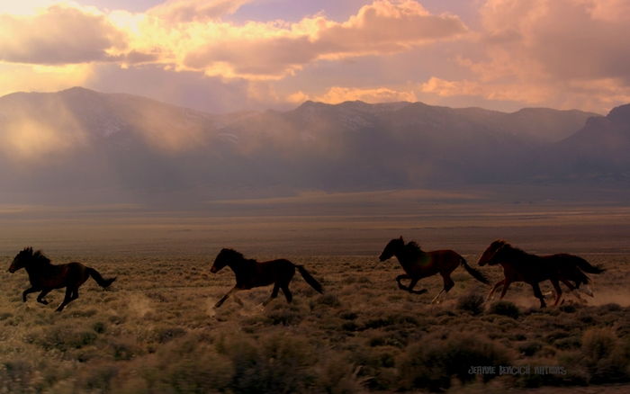 foto met een wilde kudde met vier zwarte, stekende, wilde peulen met dichte manen, bergen en lucht met roze en paarse wolken, paarden in de zonsondergang