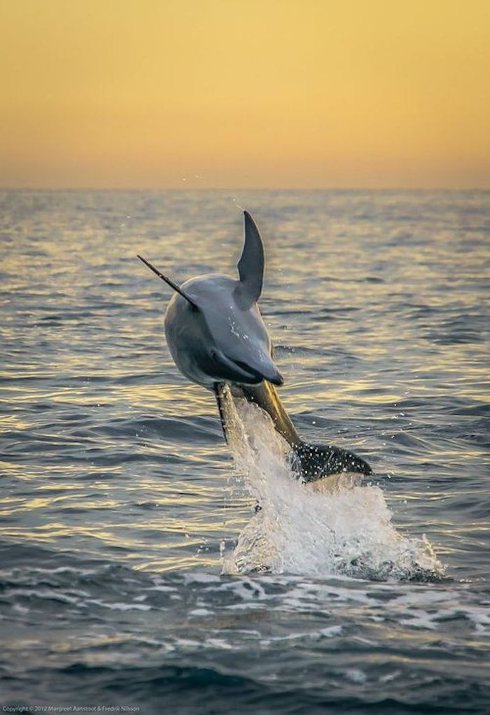 įkvepianti nuotrauka delfinų tema saulėtekyje - čia mes parodome delfinų šuolį virš jūros su mėlynu vandeniu