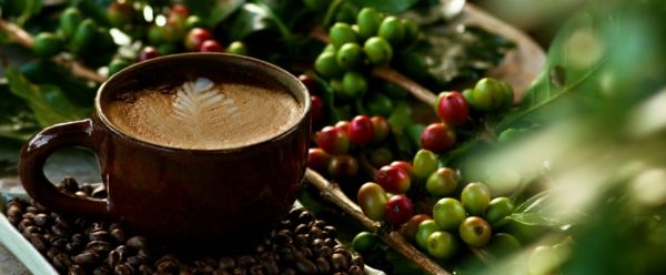 kaffe-i-naturen - grønne kaffebønner