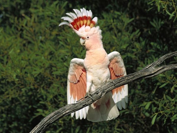 kakadue papegøye tapet tapet papegøye tapet