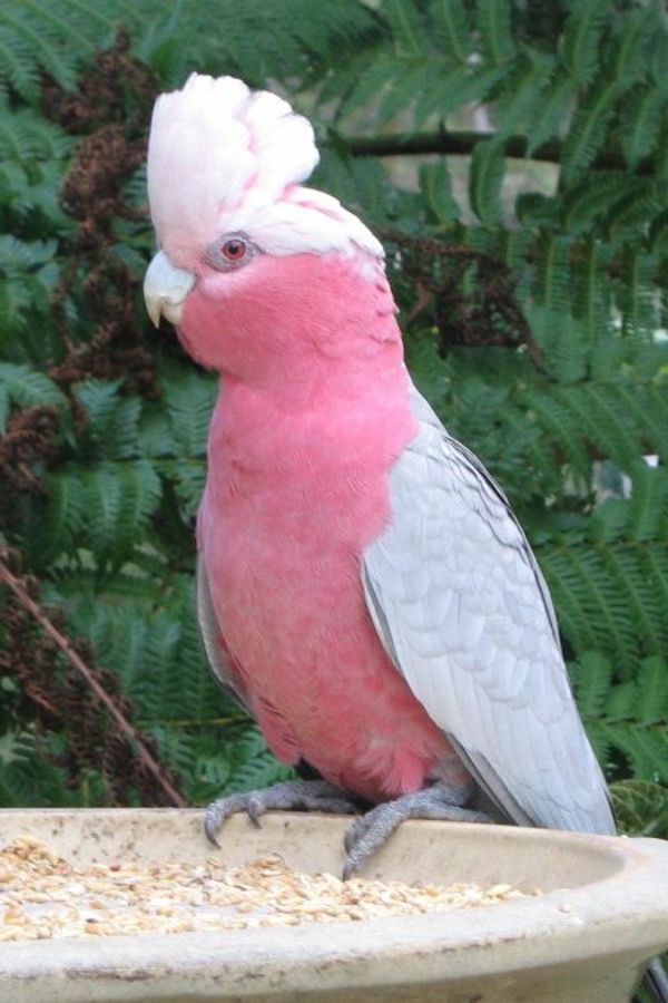 cacatua-in-pink-rosa-tolle_papagei