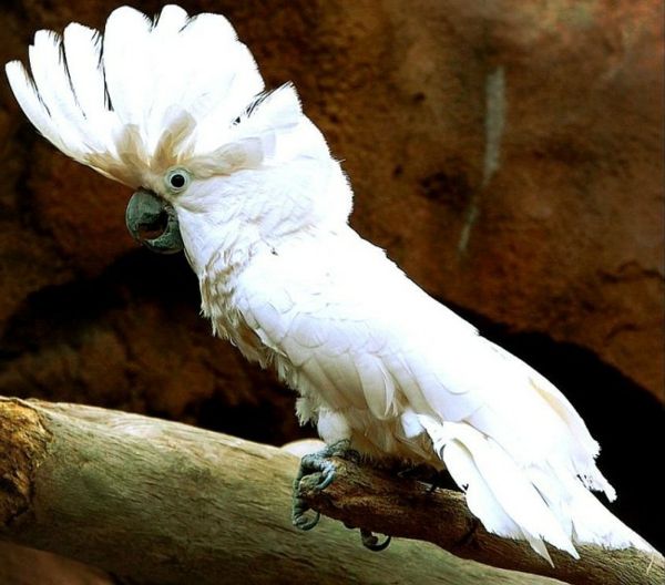 White Cockatoo Parrot pappagallo-immagine di sfondo