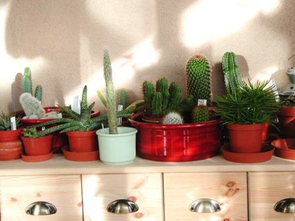 cactussen-afbeeldingen-zeer interessant-ontwerp-verschillende soorten