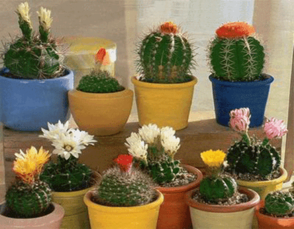 cactus-in-kleurrijke-potten-talrijke soorten