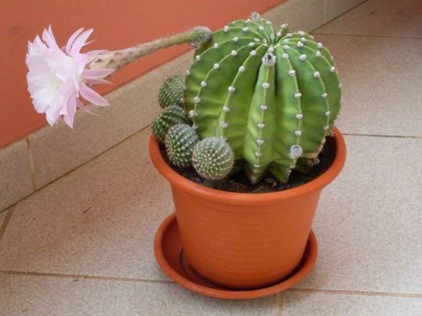 kaktusas-in-a-little-pot-gėlė rožinės spalvos