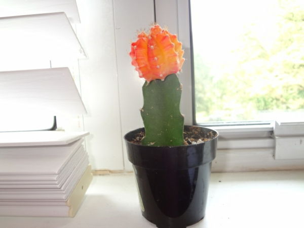 kaktusas su oranžinio žiedo kambariu su baltomis sienomis