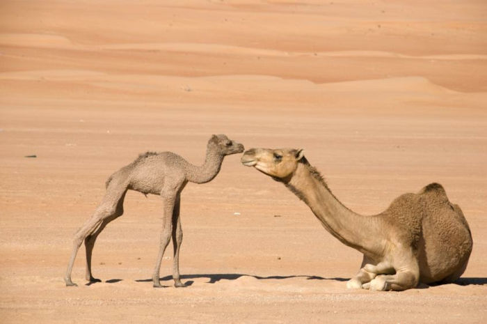 Kameler mor og baby, søt bilde, søte babydyr med foreldrene deres, mor kjærlighet
