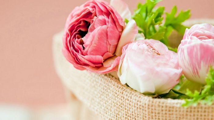 roza kamelija v košari, lepo darilo za drago damo, velik cvet v različnih odtenkih