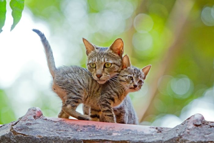 Najroztomilejšie dieťa zvierat na svete, mačka dieťa s jeho matkou, roztomilé zvieratá obrázky
