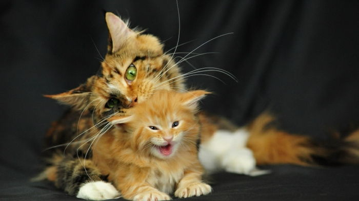 słodka kotka i jego matka, śliczne zdjęcia zwierząt, macierzyńska miłość w królestwie zwierząt