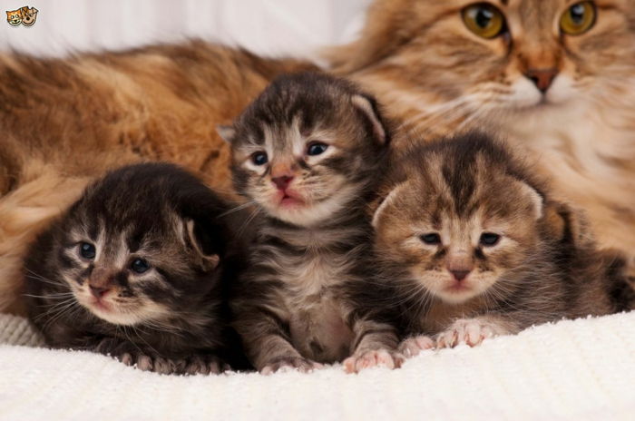 De schattigste baby dieren in de wereld, drie schattige kittens en hun moeder, moederliefde in het dierenrijk