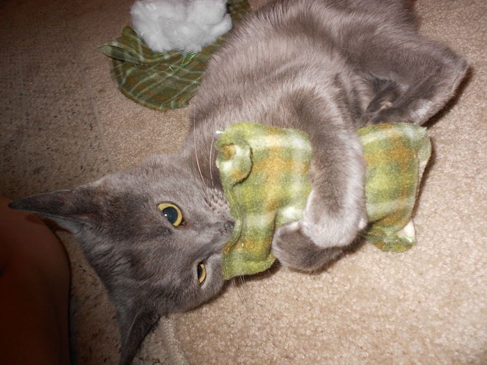 en förtjusande grå kattunge kramande grön leksak - gör kattleksaker själv