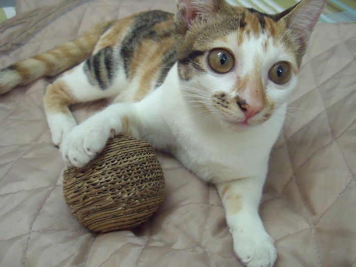 en färgrik katt leker med en rund leksak - gör katt leksak själv