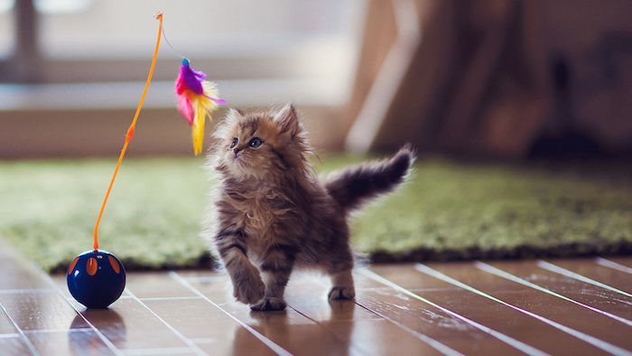 malé mačiatko hrá s farebnými mačacie hračky - hry pre mačky