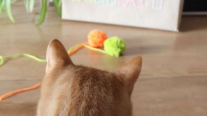 Spill for katter - to pompoms - kattene liker sfæriske gjenstander veldig mye