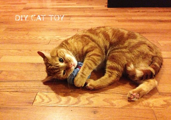 Žaidimai kačiukams - žaisminga katė vaidina su pilka žaislu