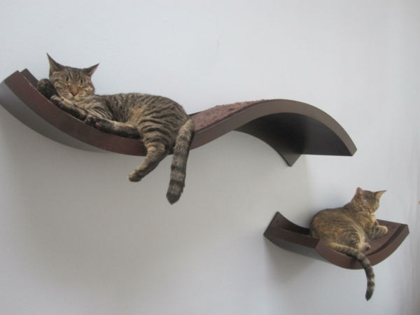 pisici perete de catarare-spațiu-se relaxeze