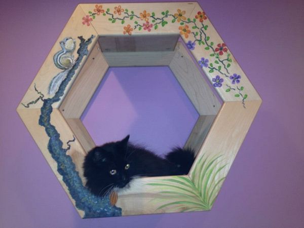 pisica-alpinism perete-negru-pisica-mobel