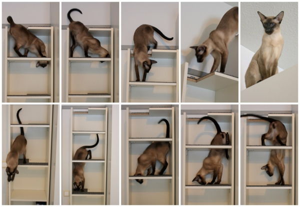 parede de gato escalada de diversão imagem