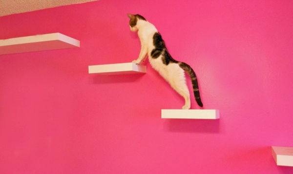 pisica-perete de alpinism roz fundal