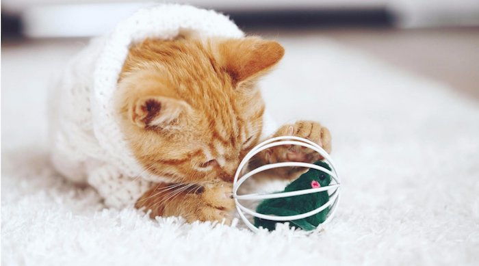 rušivá červená mačka s bielym košíčkom hrá s loptou, v ktorej je skrytá zelená myš - hry pre mačky