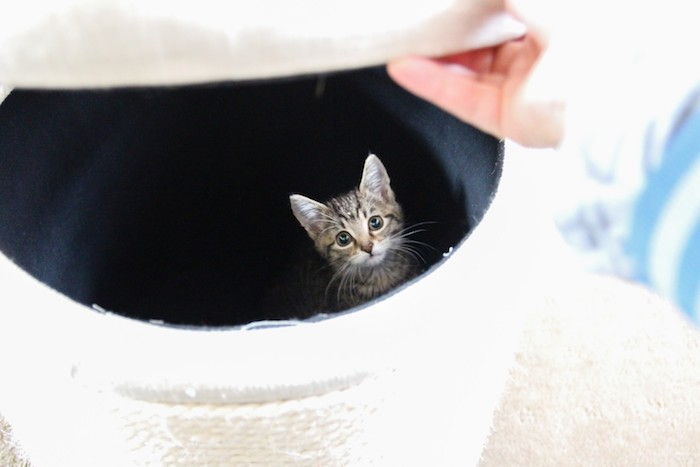 Spill for katter - En kattunge har skjult i den hvite kurven - kattene elsker privatlivet