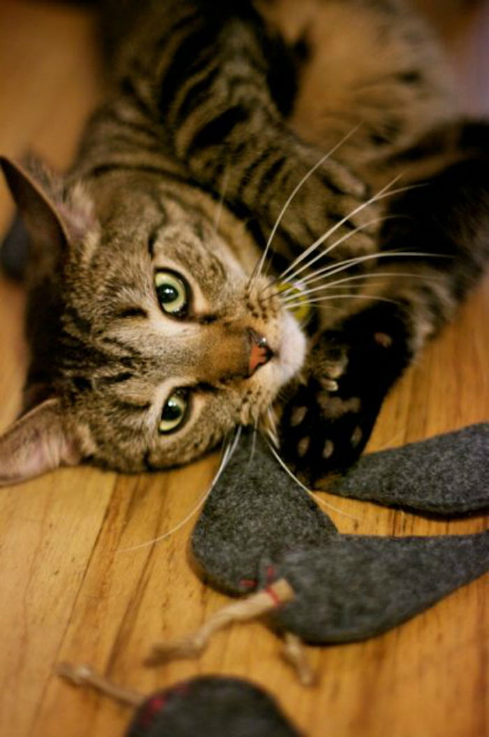 Kattaktivitet - små grå tygstycken som möss för en färgrik katt att leka med