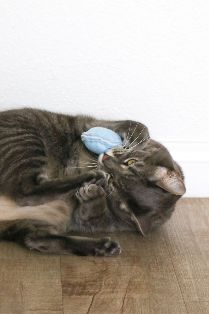 roztomilá šedá mačka hrá s modrou hračkou - zamestnanie mačiek