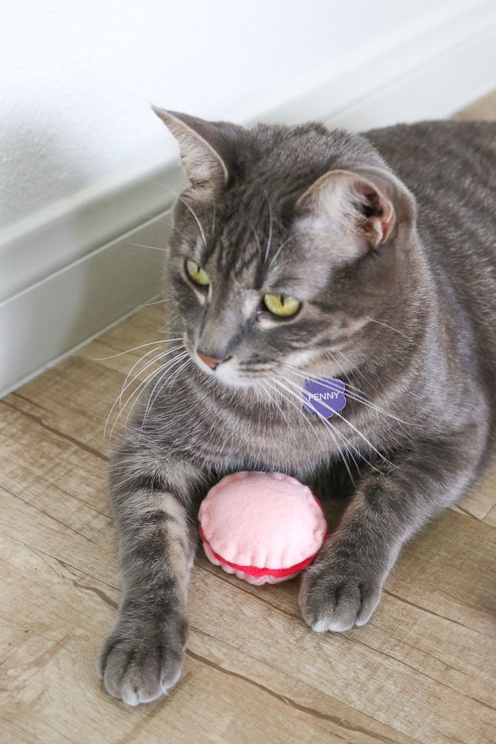 Roztomilá šedá mačka Penny má ružovú hračku - mačacie zamestnanie