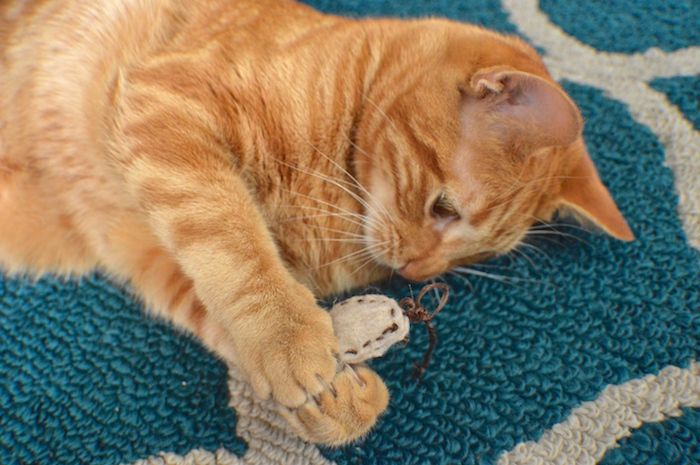 Katės užimtumas - gražus katinas, žaidžiamas minkštu kilimu