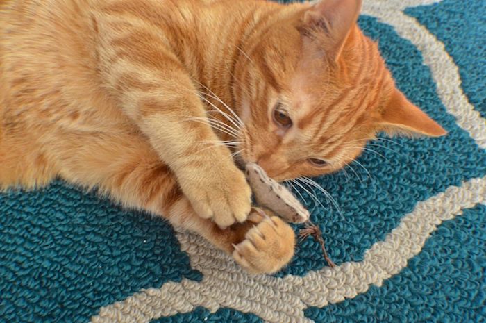 Cat Employment - En bedårande katt leker med en brun kudde