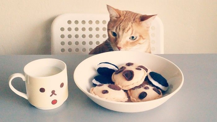 mačka, ki gleda posodo in skodelico, jed je poln igrač, v obliki piškotov - mačkove igrače za obveščanje