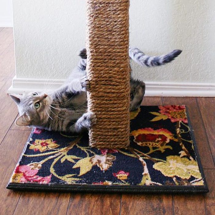 et katt tre på et teppe med blomstermønster - katter intelligens leketøy