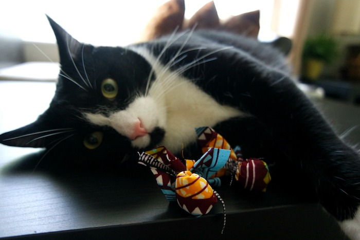 Katės intelekto žaislas daugybe spalvų, juodas katinas su baltu veido