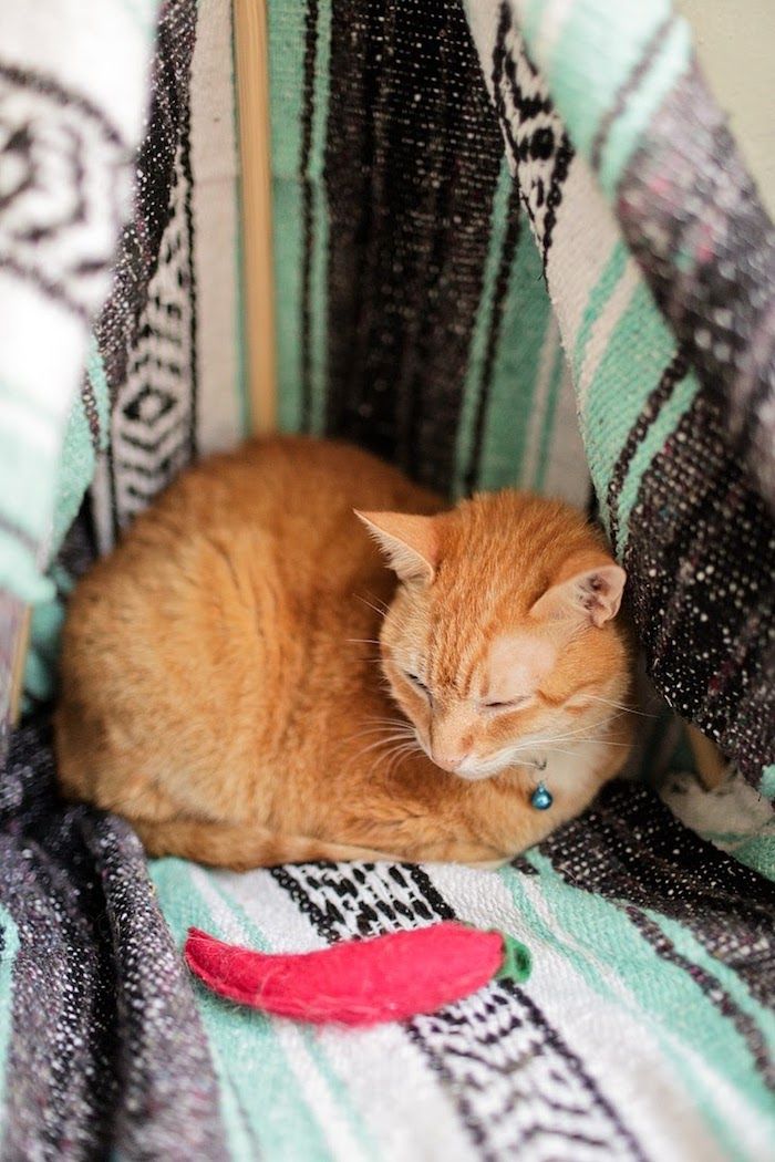 Padaryti katę rytietišku antklodžiu su paprikos pipirais kaip žaislinį žaislą