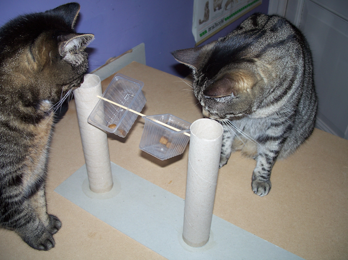 Två katter leker med ett återvunnet material leksaker som gör kattleksaker