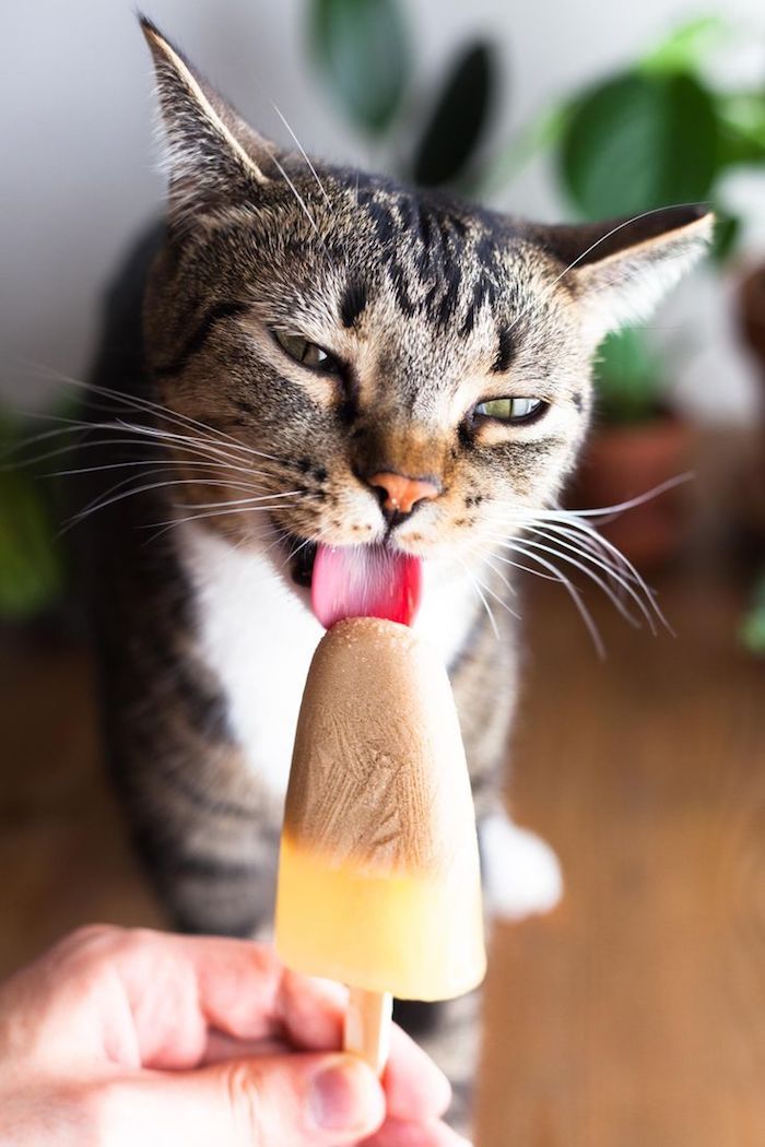 Výroba mačacích hračiek - domáca zmrzlina v dvoch farbách, najmä pre mačky