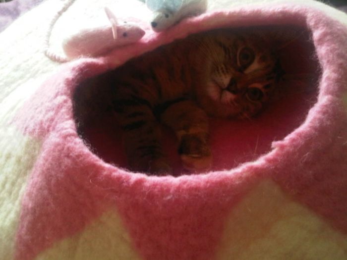 Katter tilbehør - for liten katt-kokong-seng