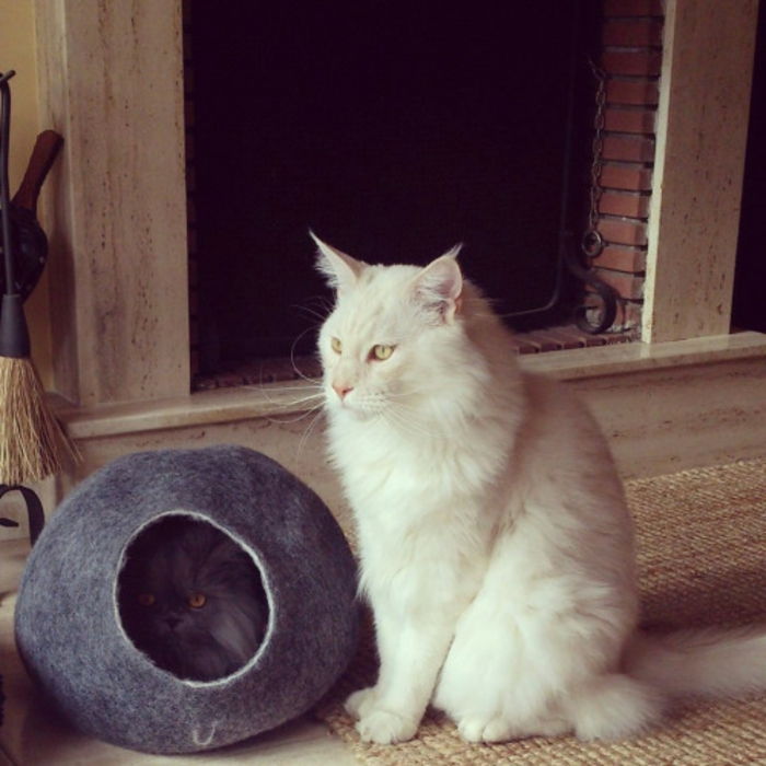 Katter tilbehør-cocoon-bet-persisk katt