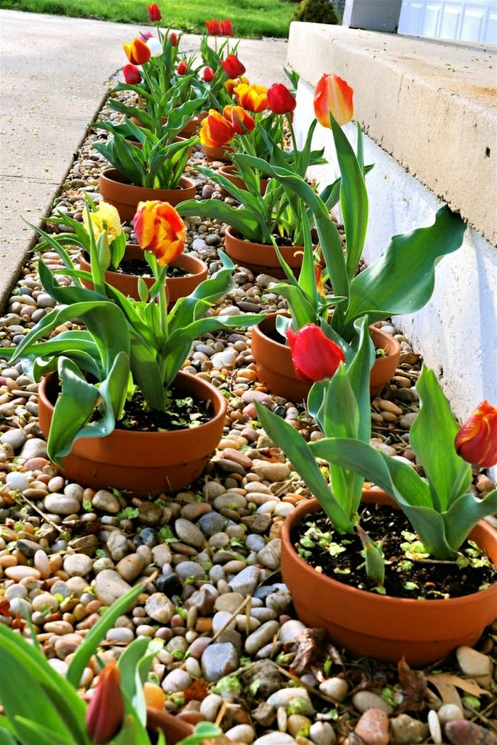 keramični cvetlični lončki tulipani dekorativno-kamnito dvorišče z vrtom