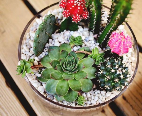 small-cactus-very-beautiful- foto van bovenaf genomen